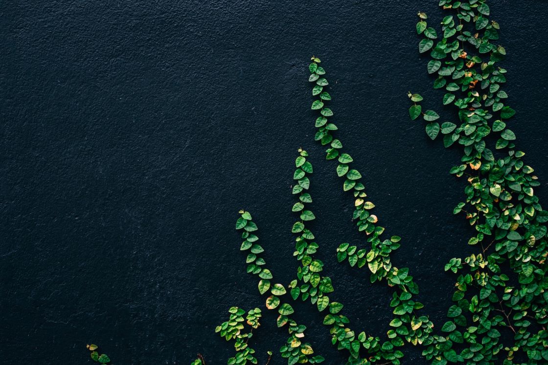 ivy on wall