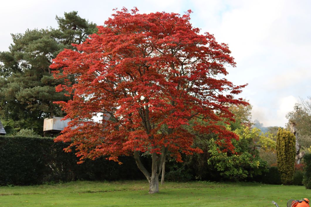 japanese maple