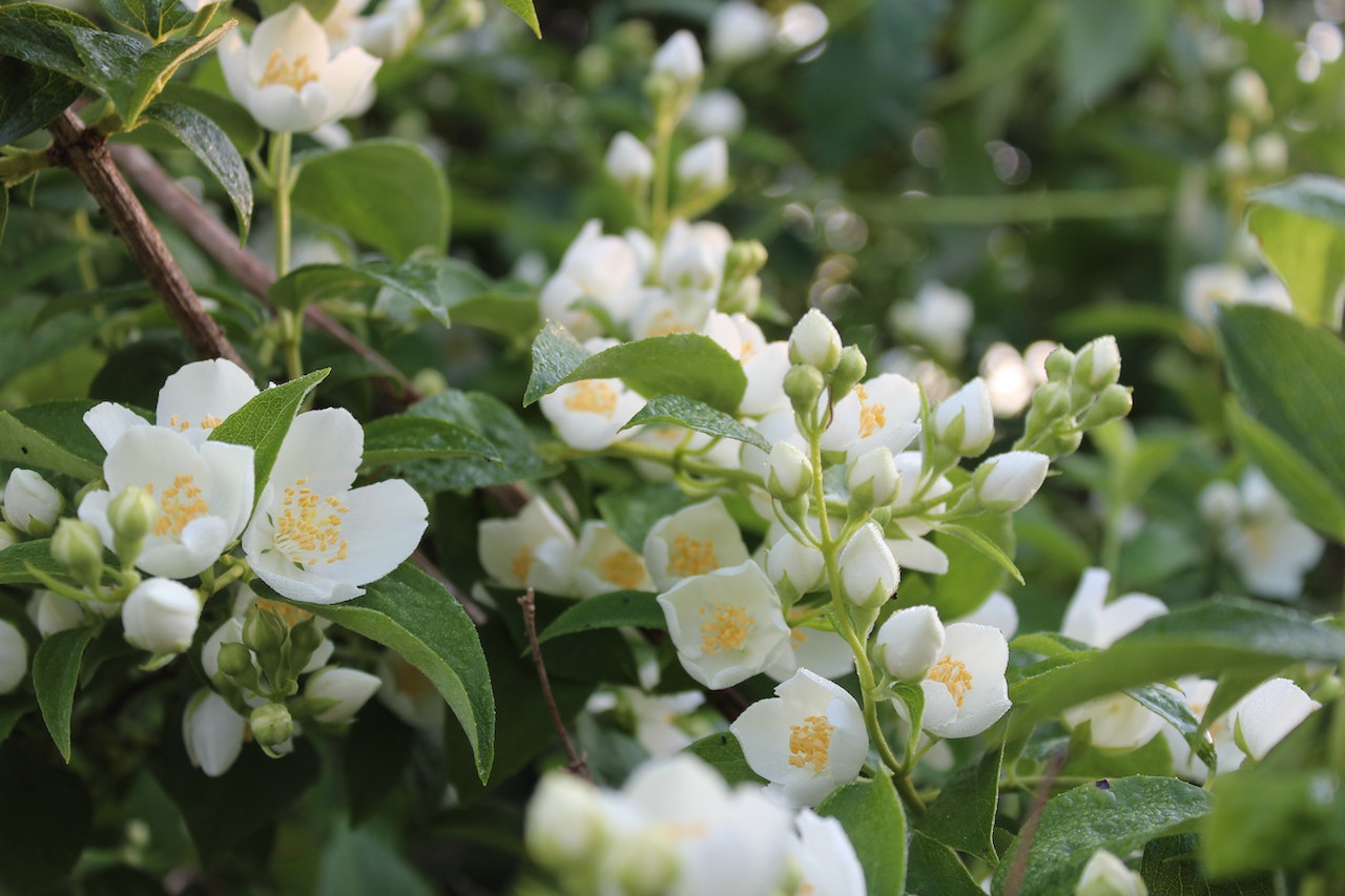 pruning jasmine