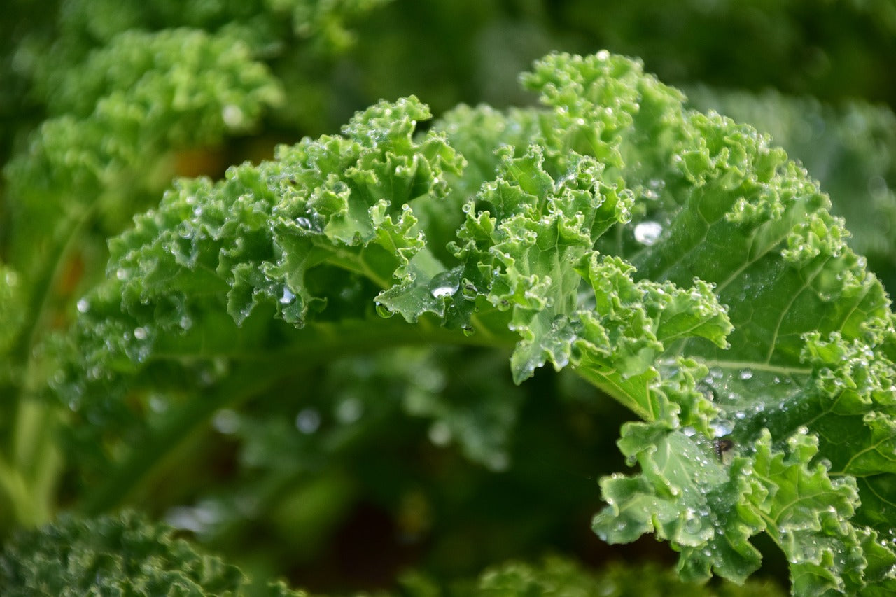 Vegetables to Plant in Autumn