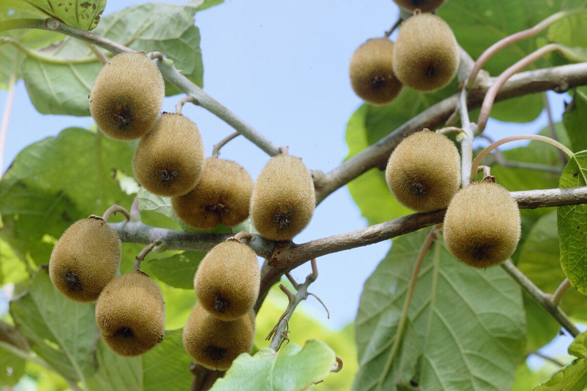 kiwis