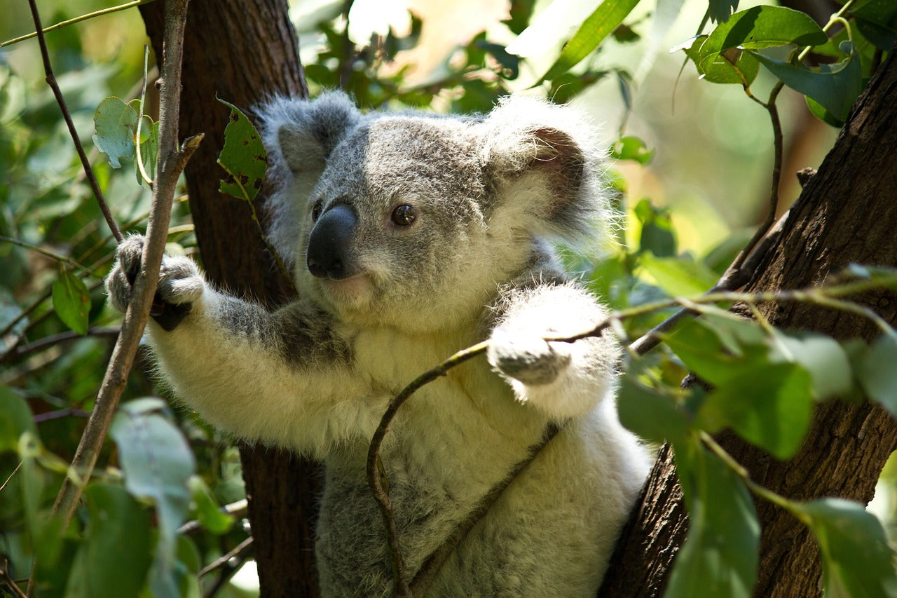 Everything you always wanted to know about Eucalyptus trees