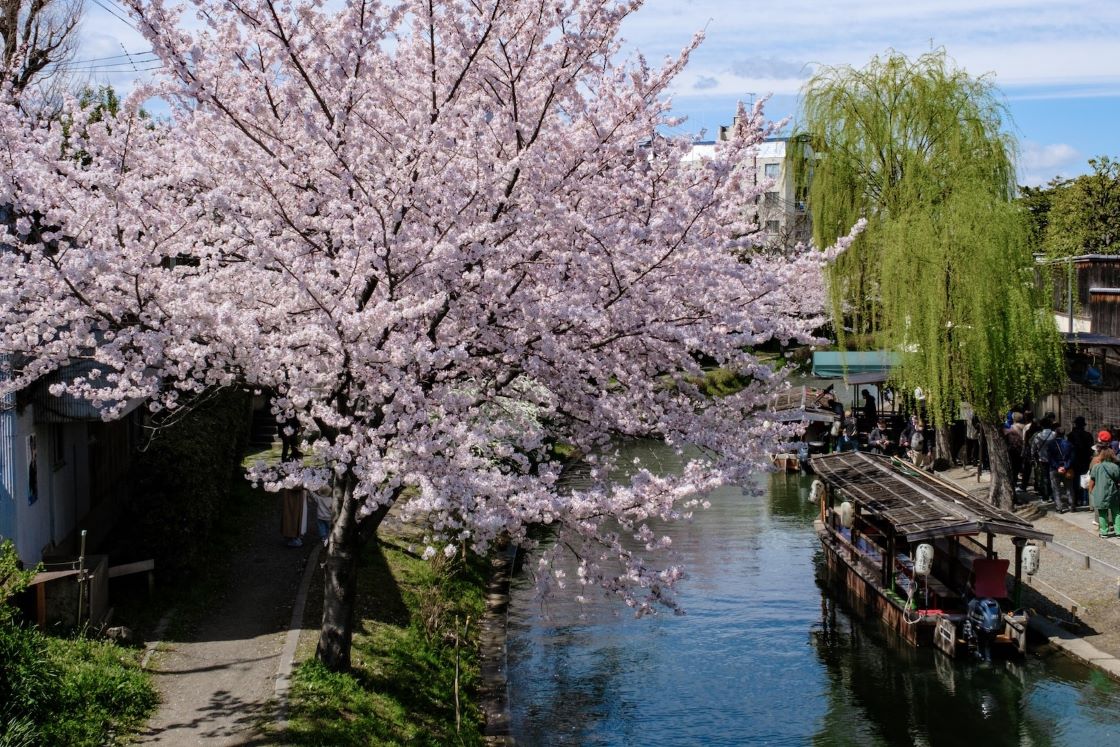 kyoto sakura