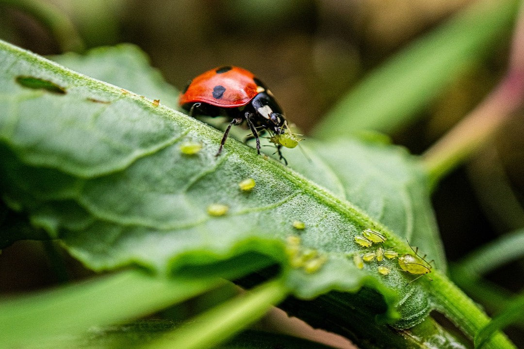ladybird eating aphid
