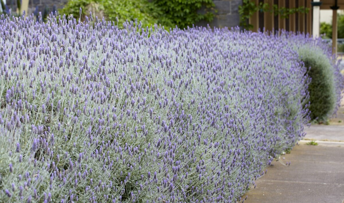 lavender hedge