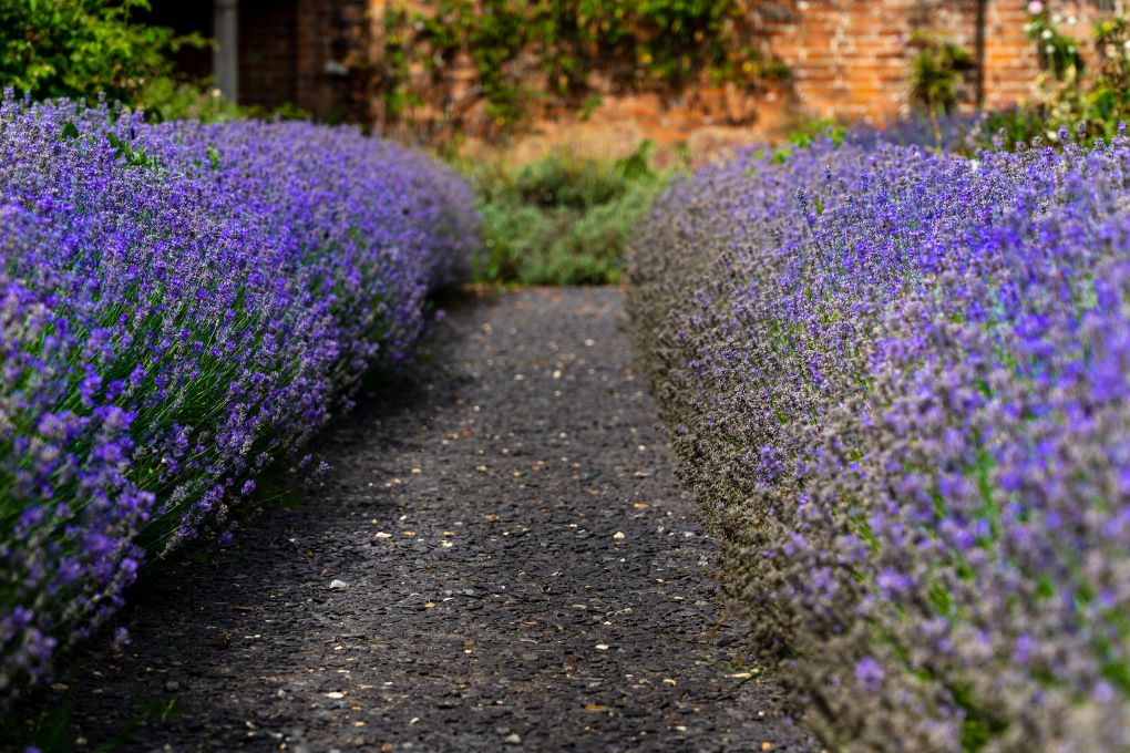 lavender hedge