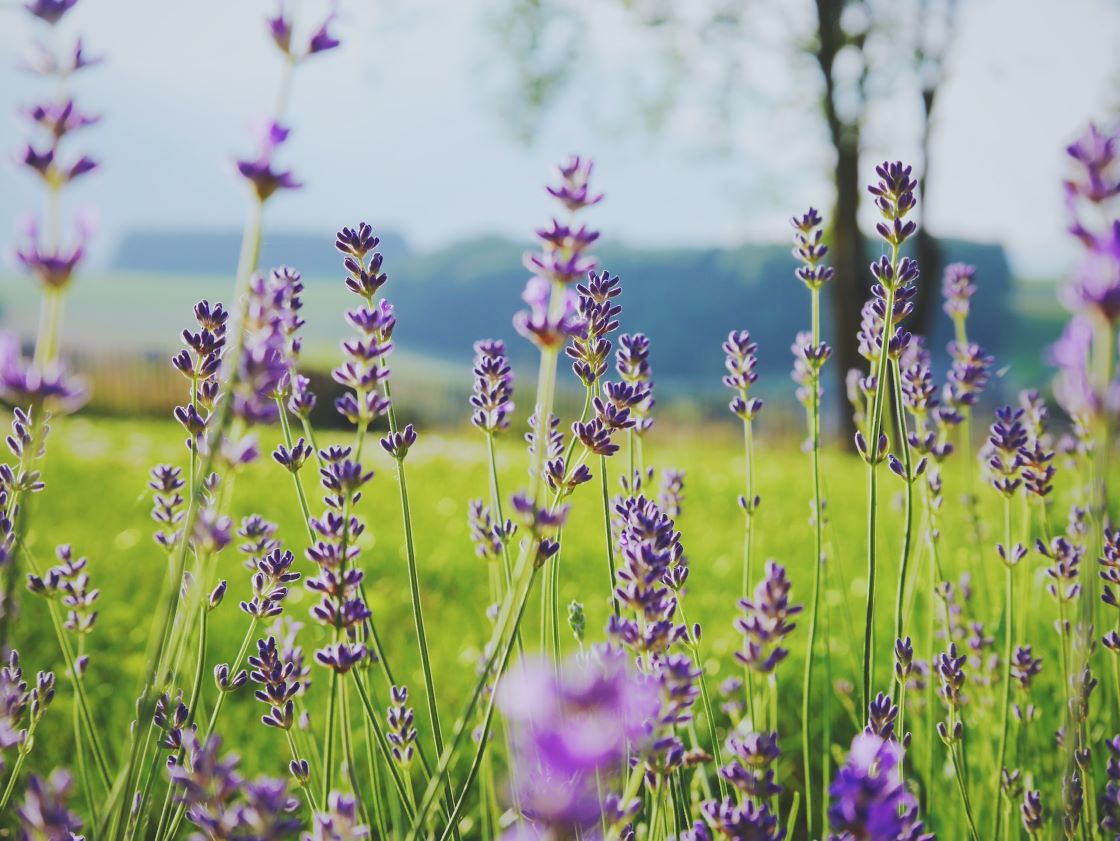 lavender