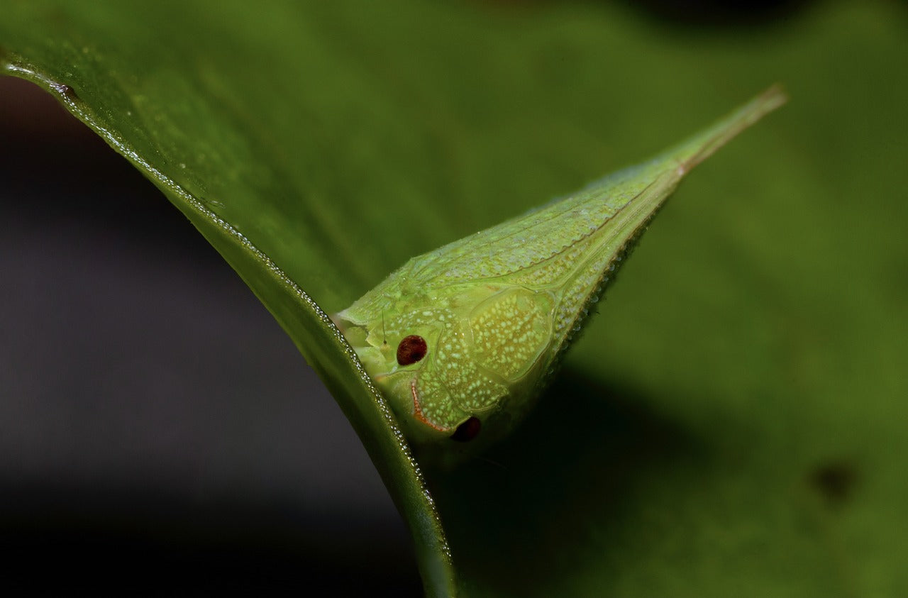 leafhopper