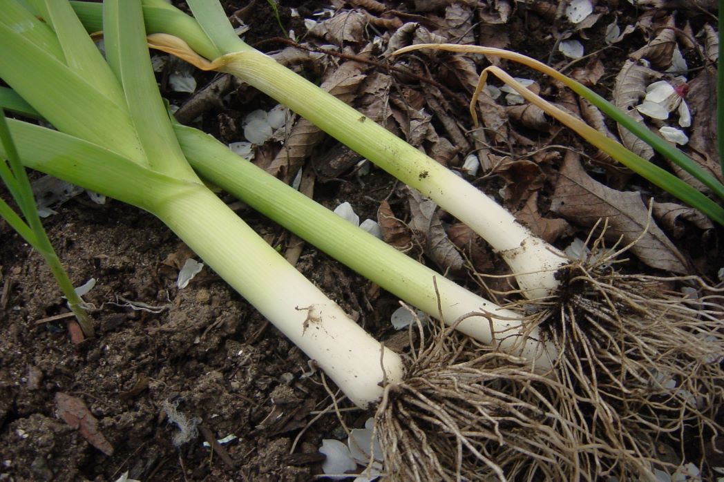 leeks