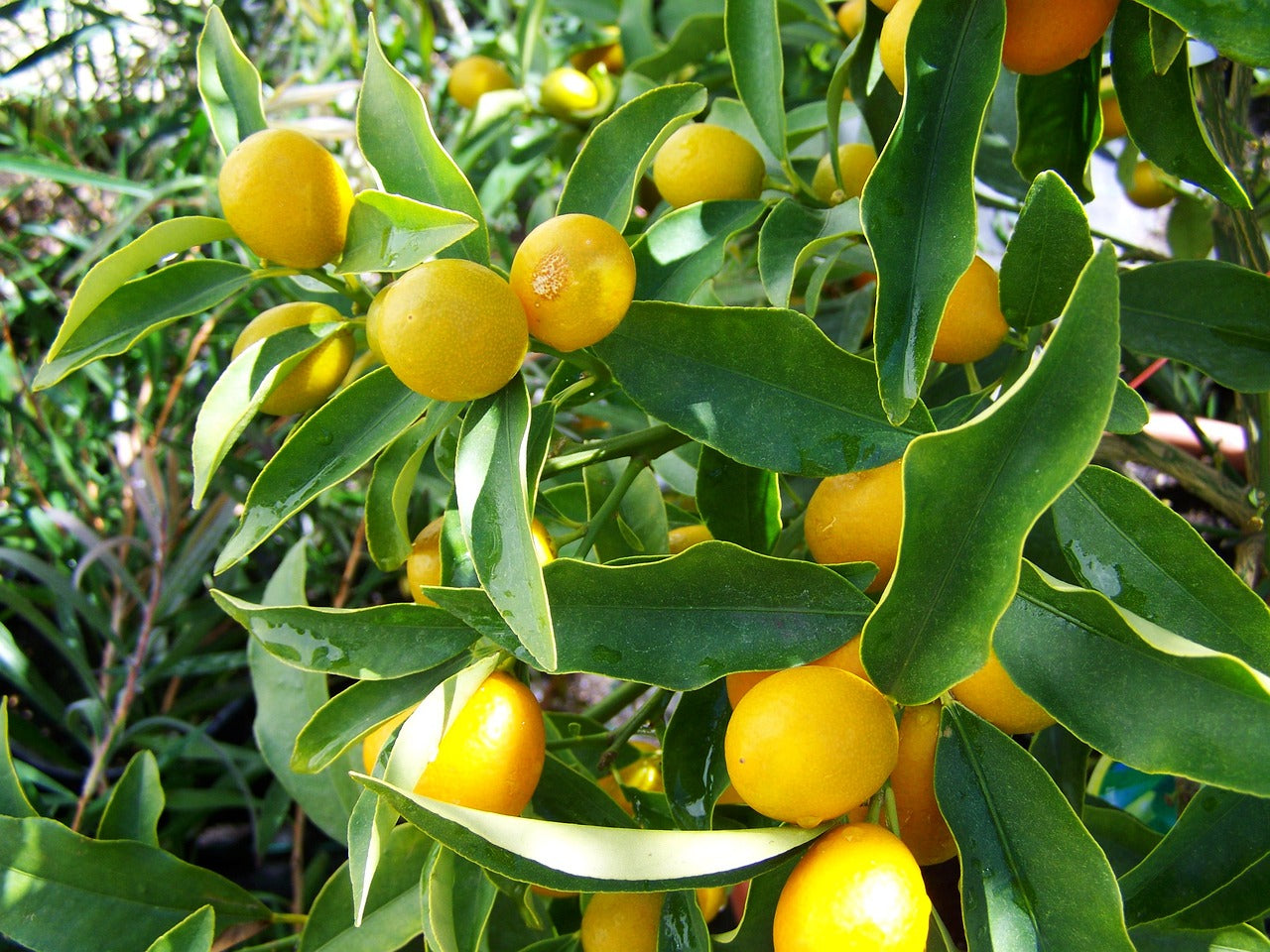 10 Fruit Trees For Pots & Containers