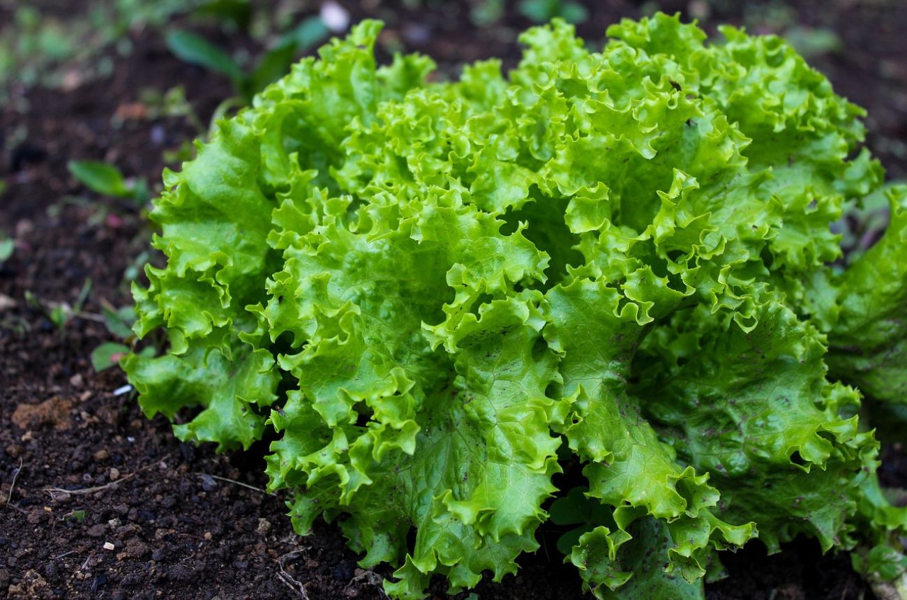 lettuce in the ground