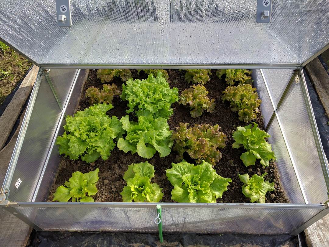 lettuce in cold frame