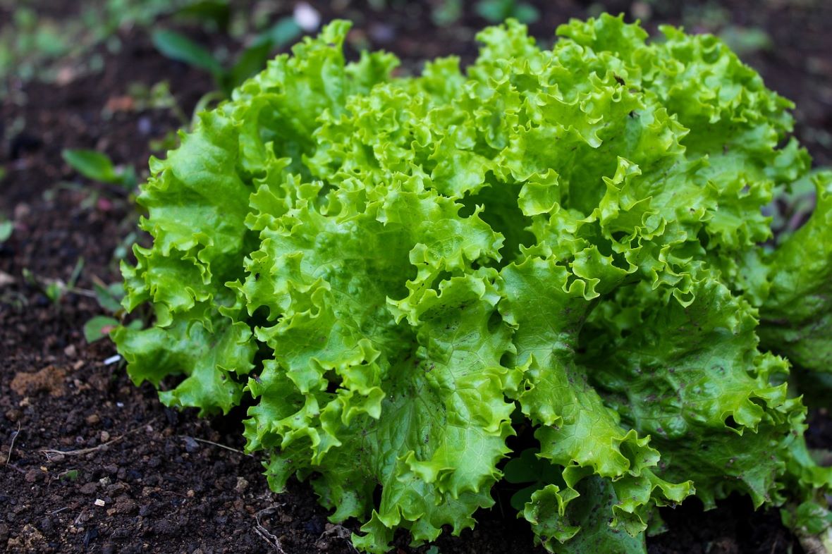 lettuce plant