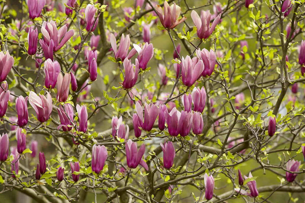 magnolia tree