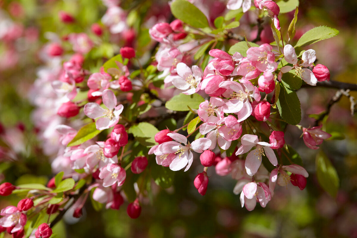 malus floribunda