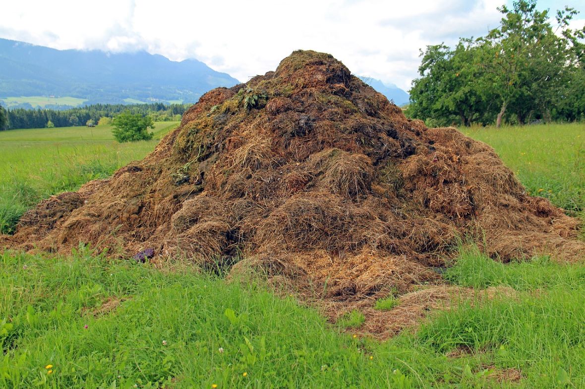 manure pile