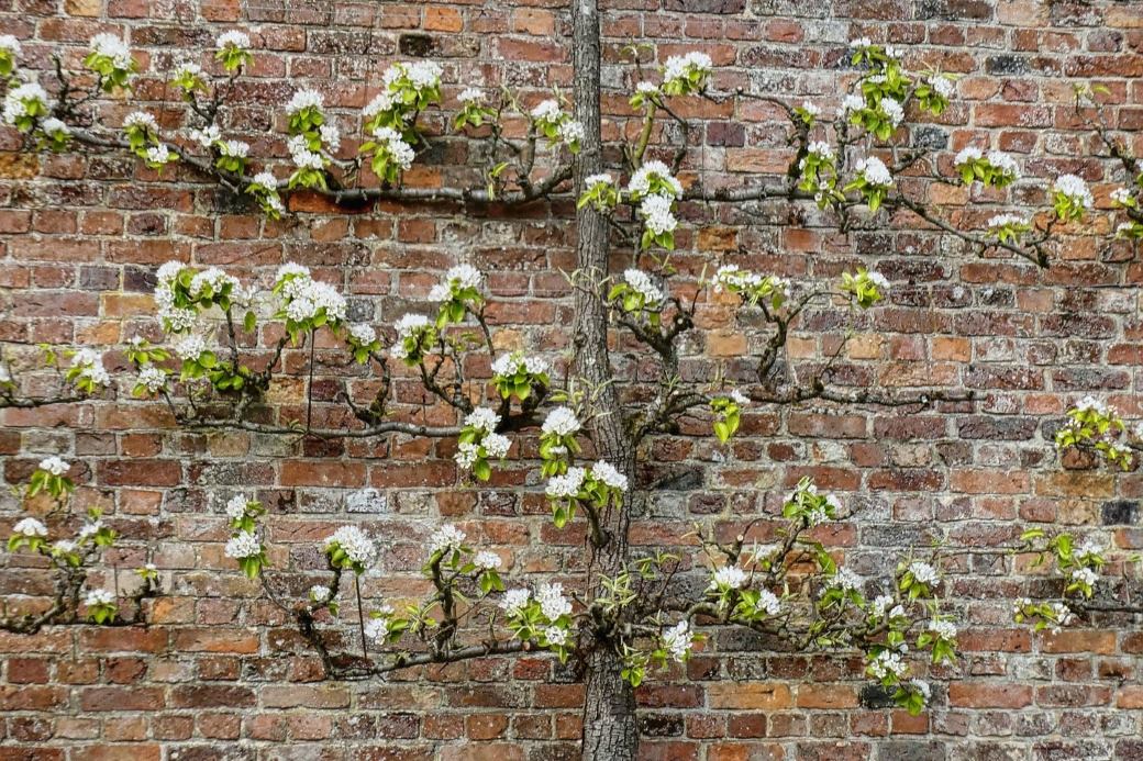 mature espalier tree