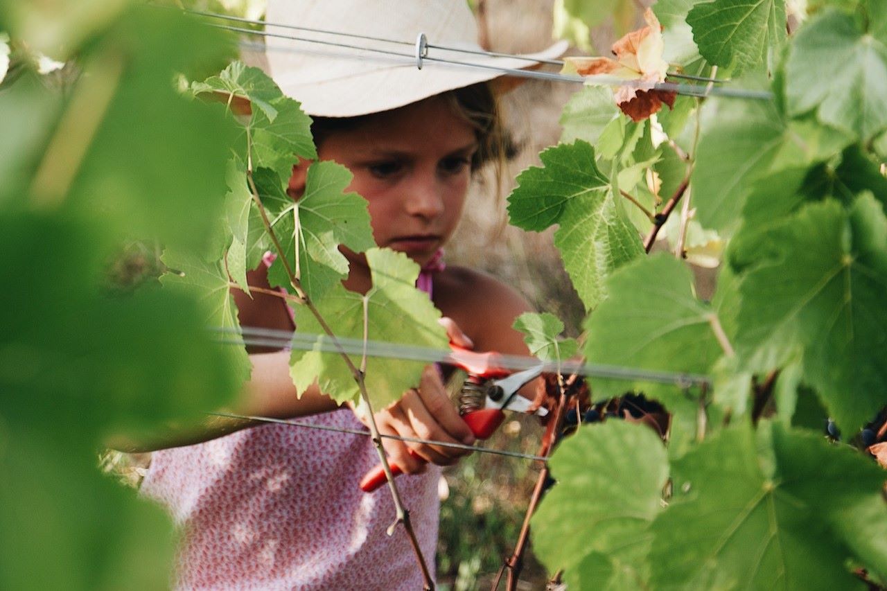 may grape pruning