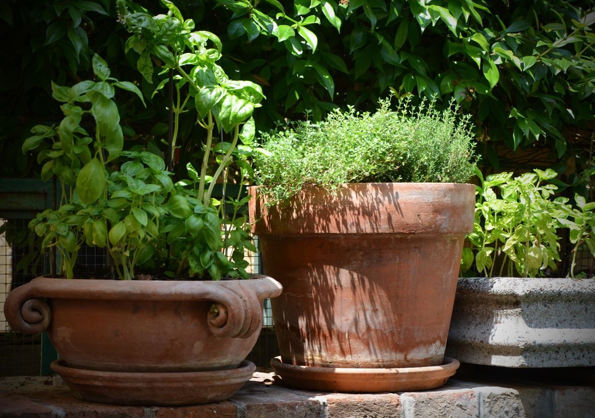 herbs in pots