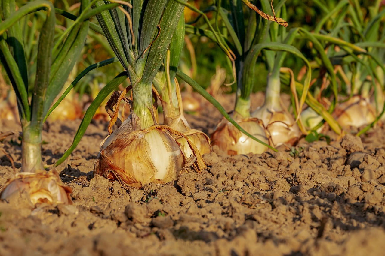 fully grown onions