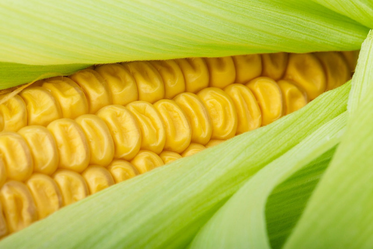 how to grow sweetcorn