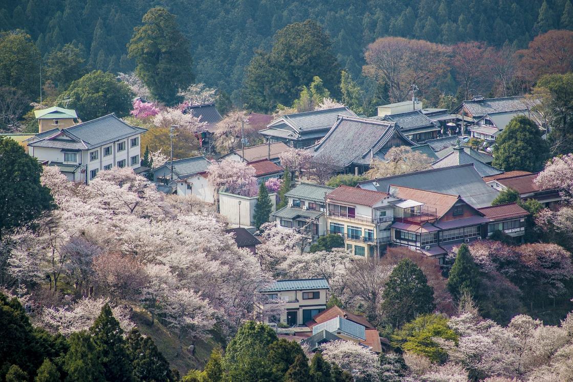 mount yoshino