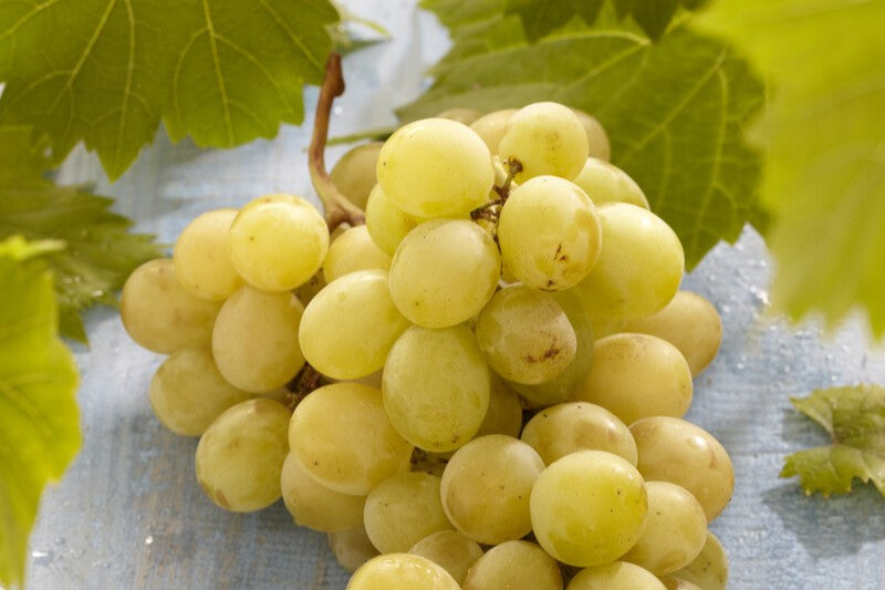 muscat of alexandria grape