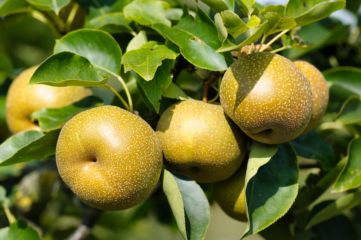 nashi pear