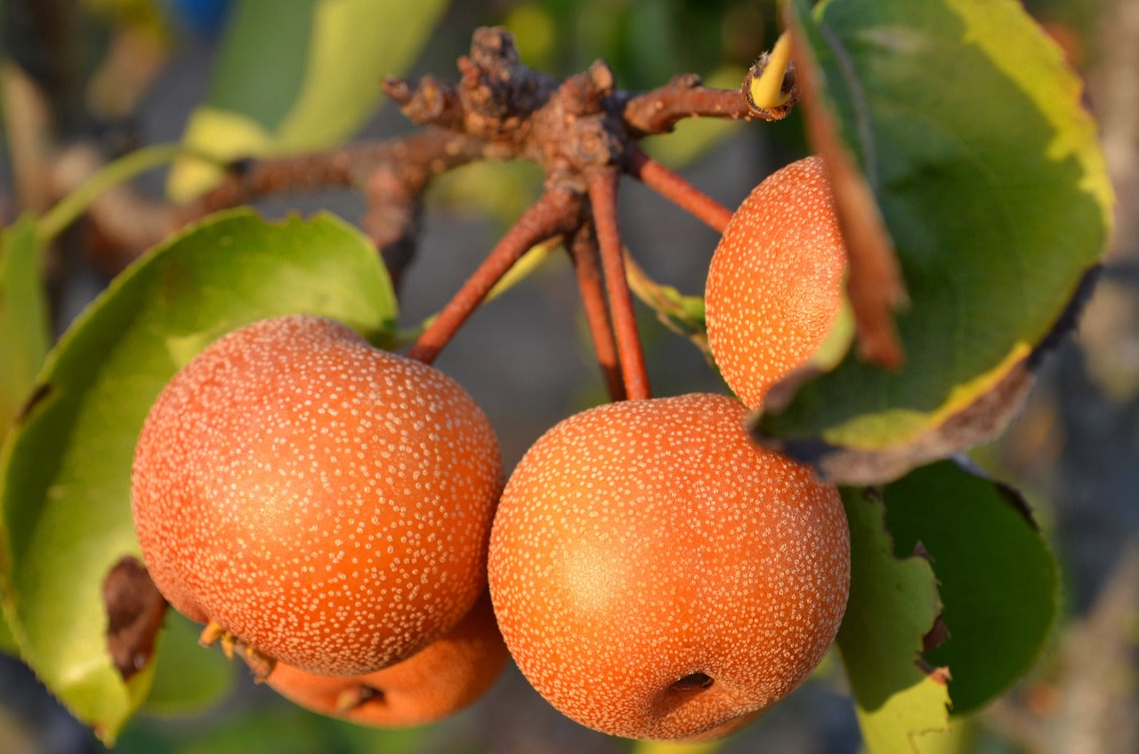 Five Exotic Fruits You Can Grow At Home