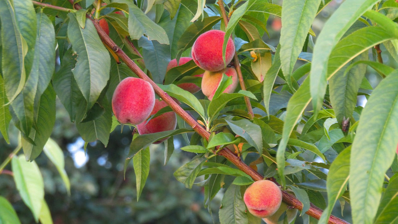 10 Fruit Trees For Pots & Containers