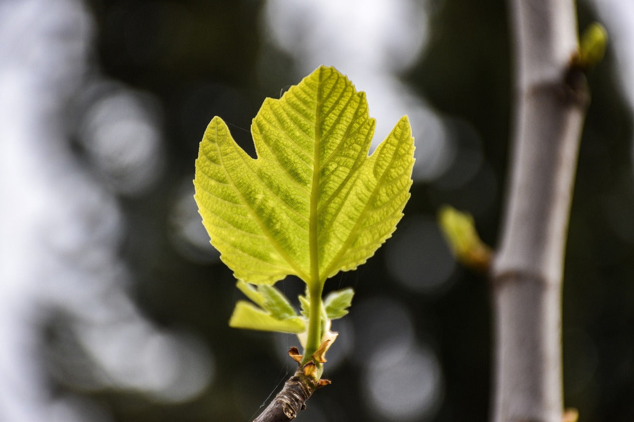 new fig leaf growth