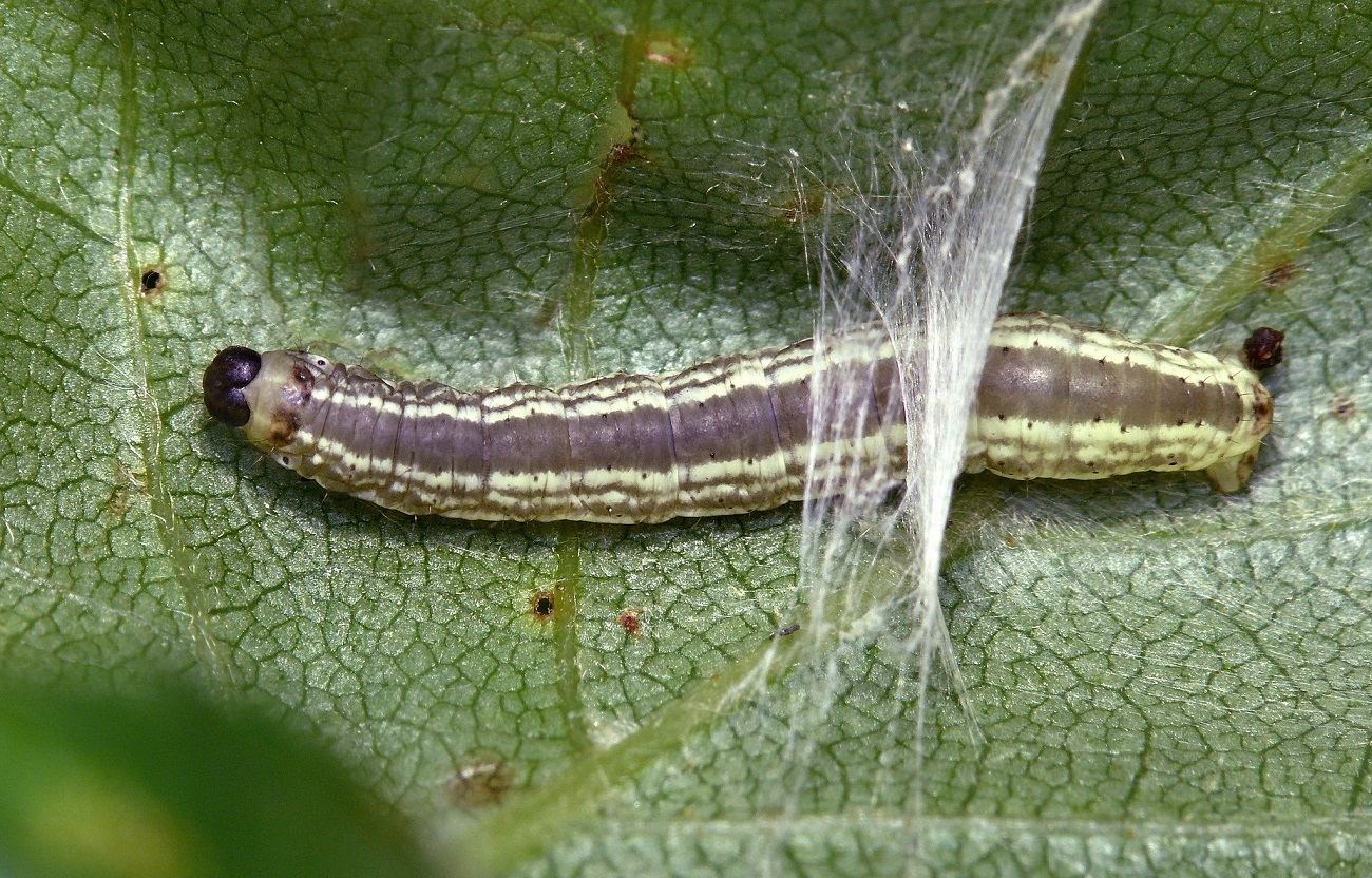 winter moth caterpillar