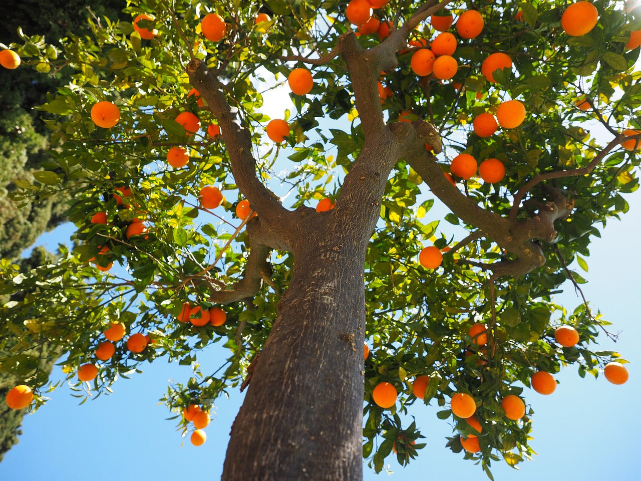 10 Fruit Trees For Pots & Containers