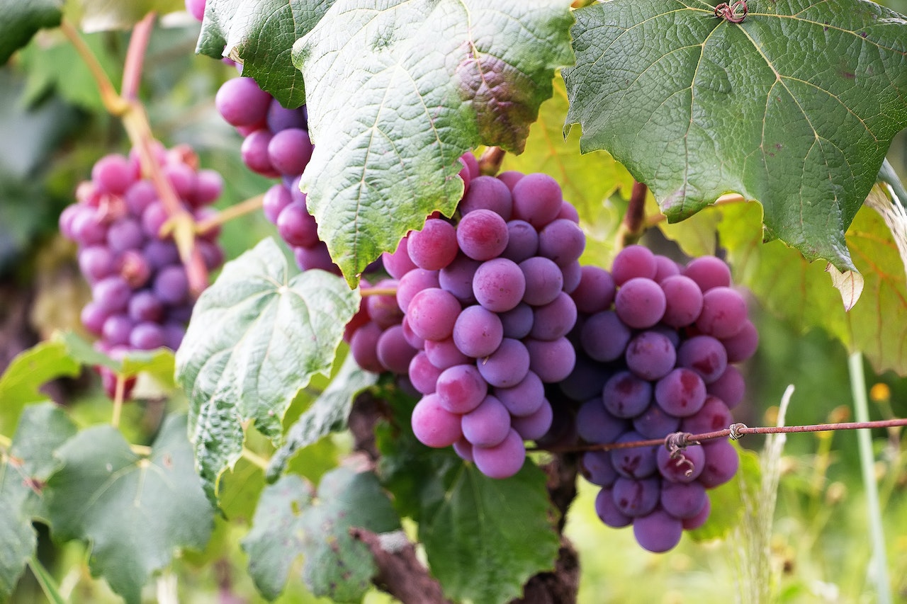purple grapes outdoors