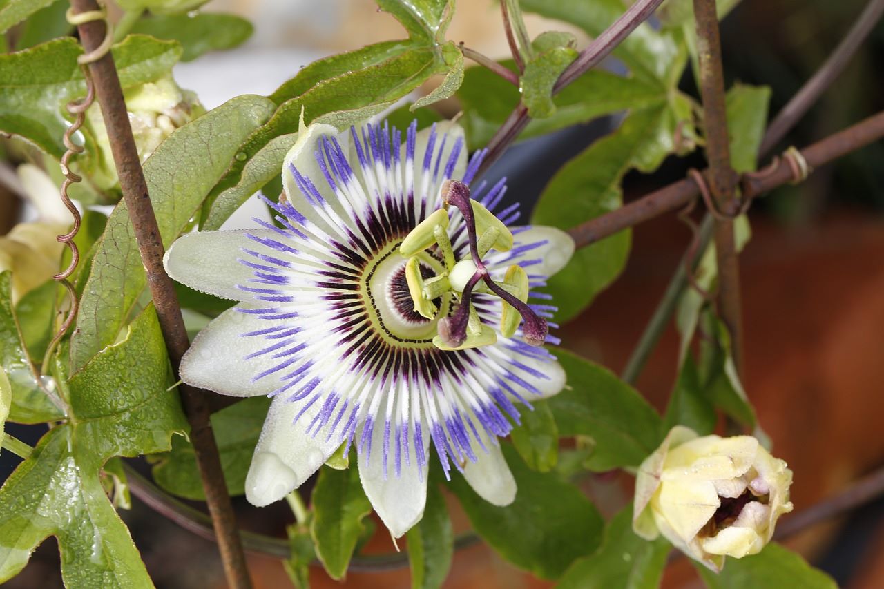 passion flower with support