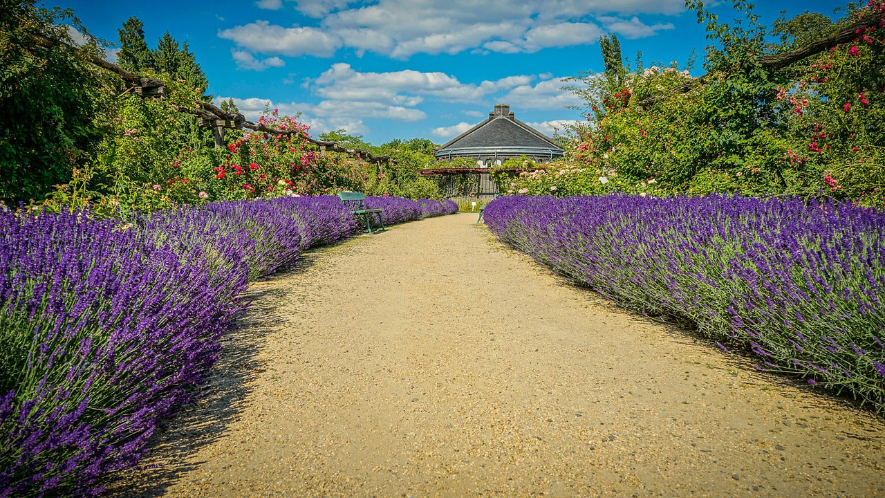 10 Fresh Planting Ideas for Lavender