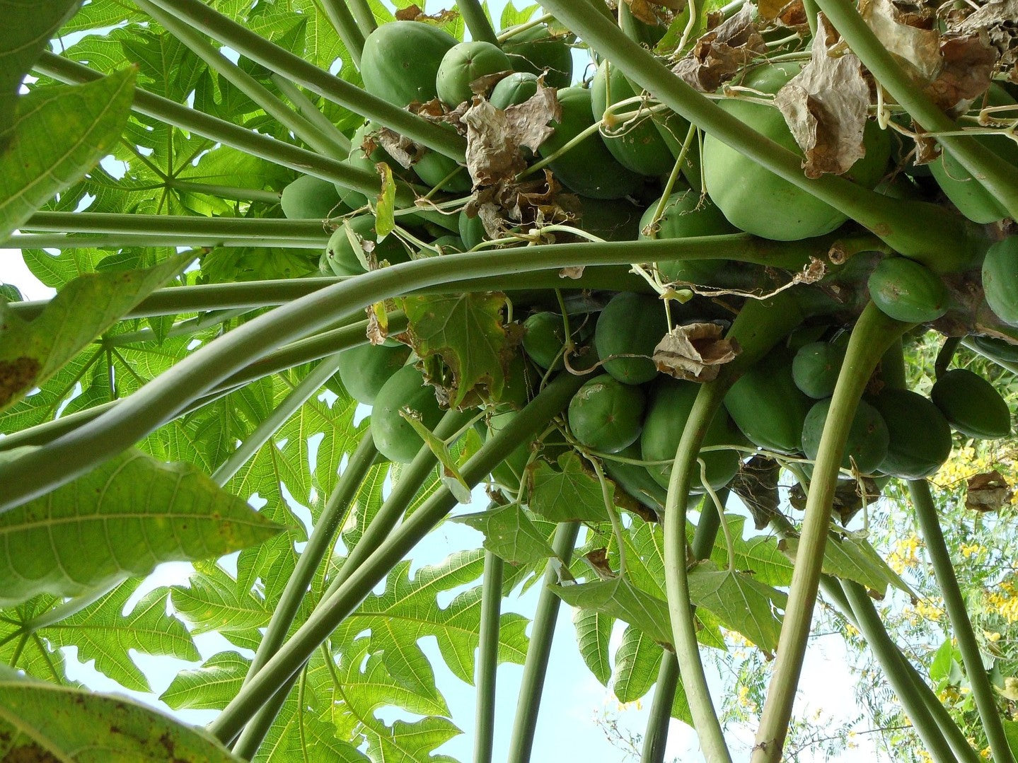 Five Exotic Fruits You Can Grow At Home