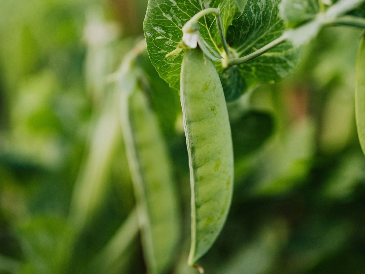 pea plant