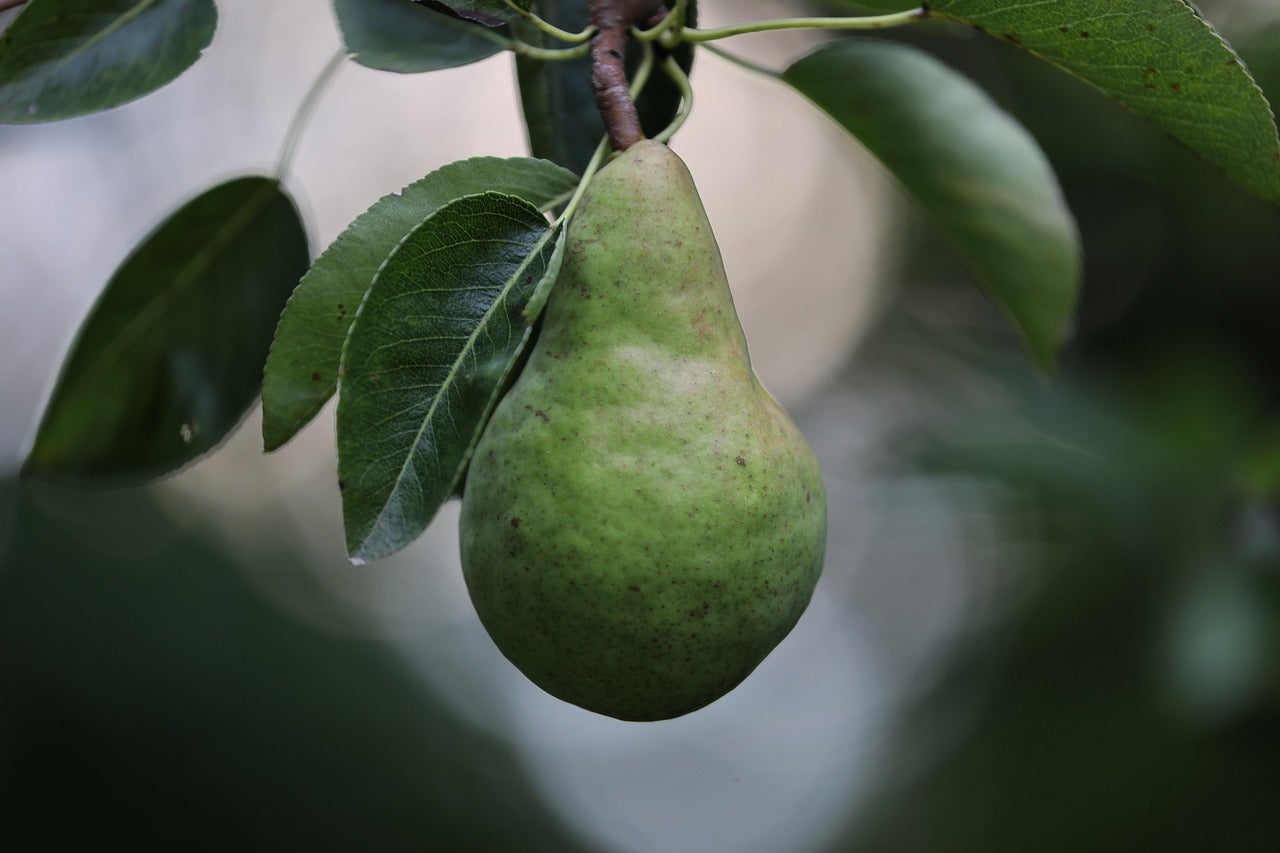 10 Fruit Trees For Pots & Containers