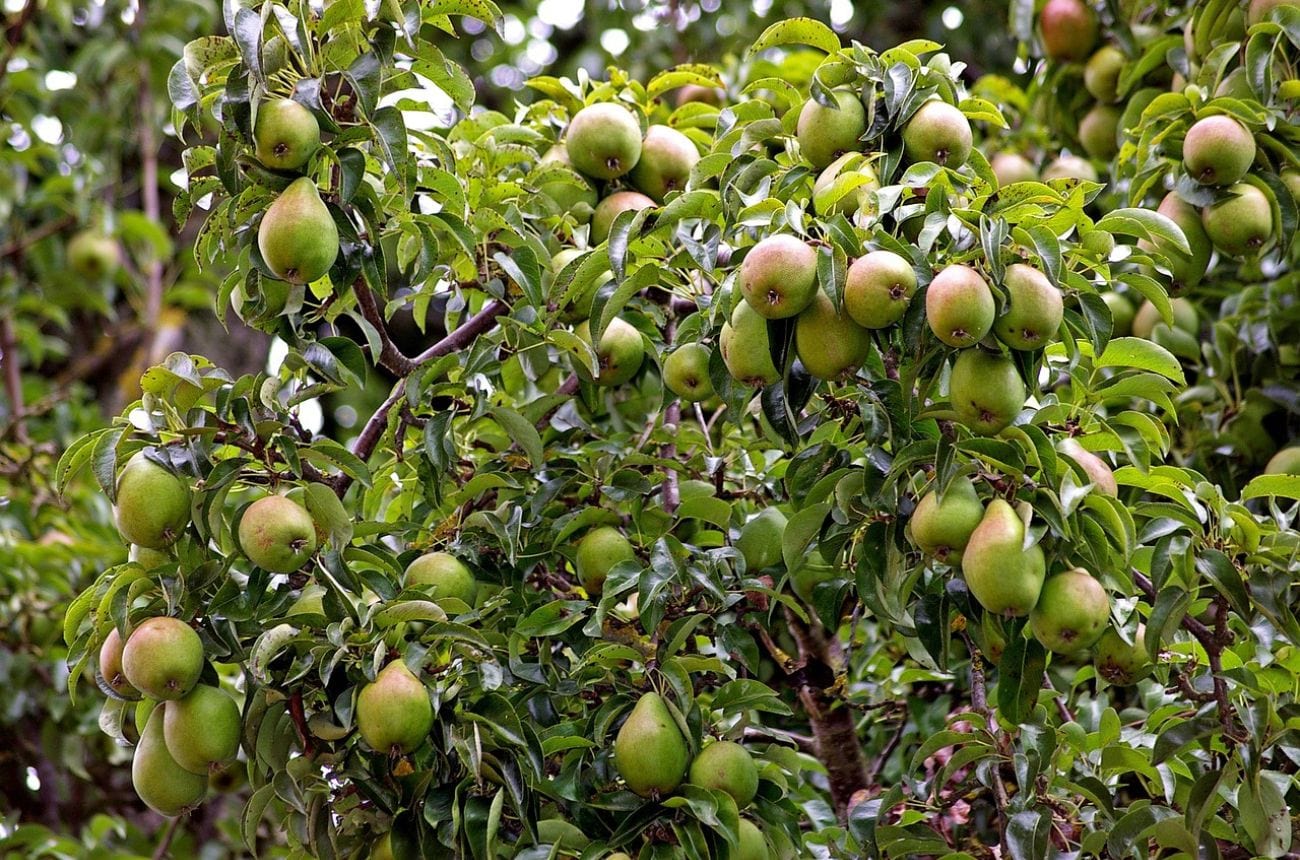 pear tree full of pears