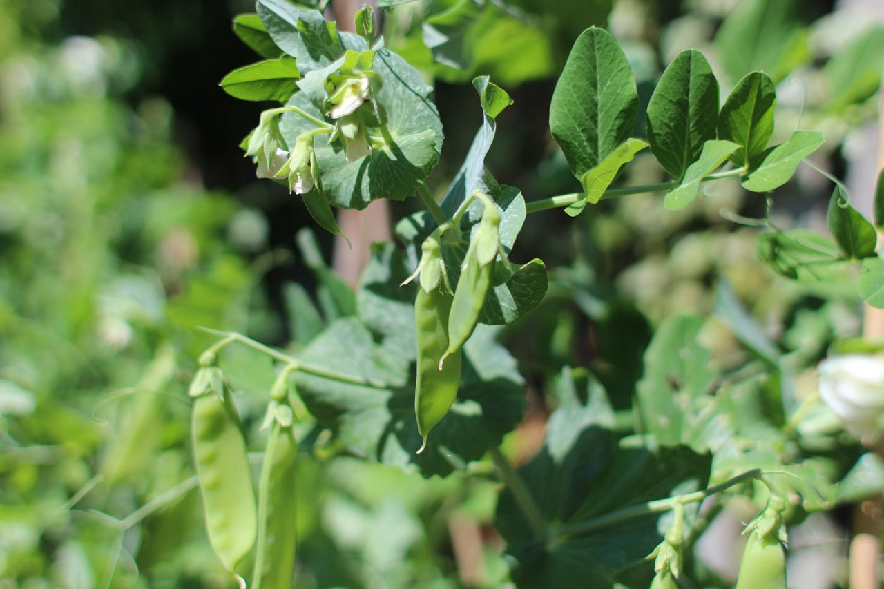 How to Support your Peas and Beans