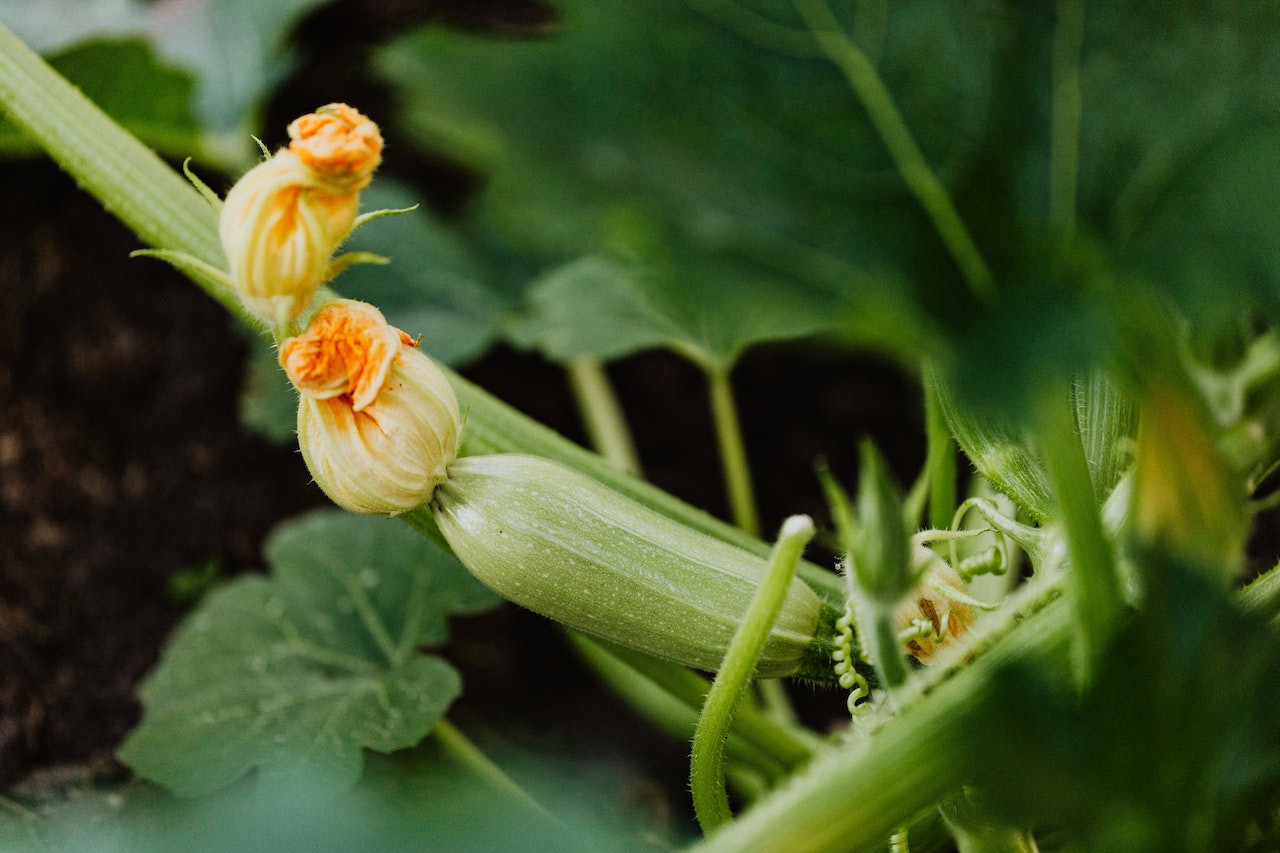 how to grow courgettes