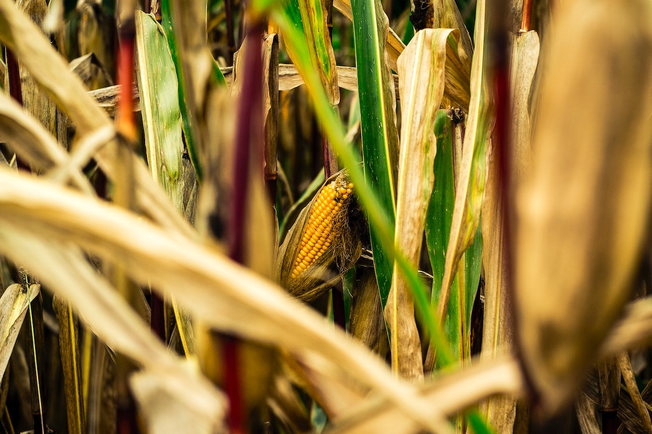 how to grow sweetcorn