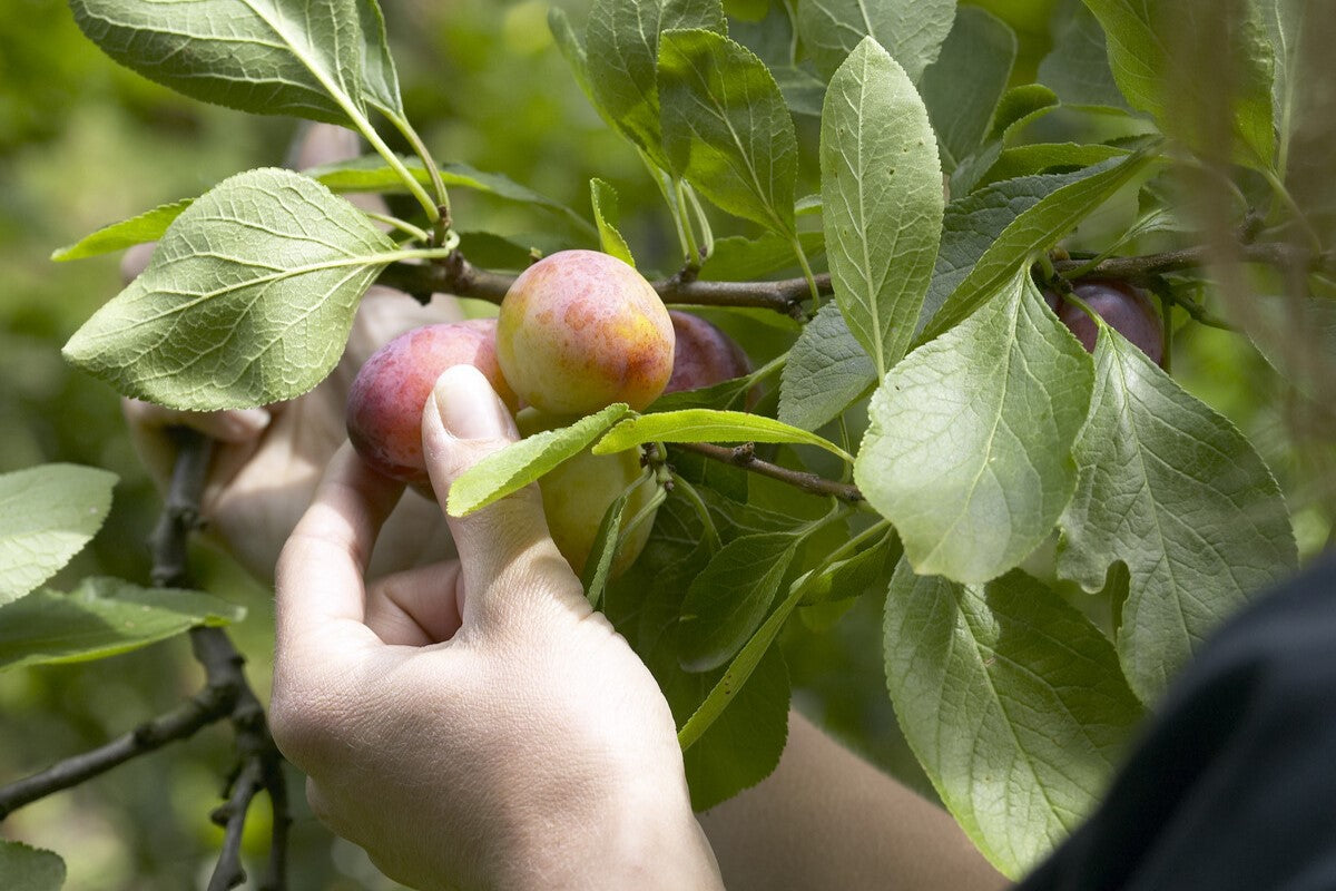 picking plum