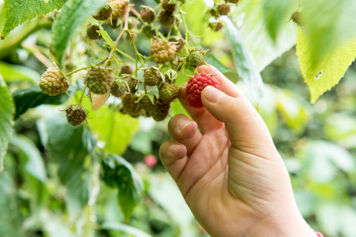 raspberries