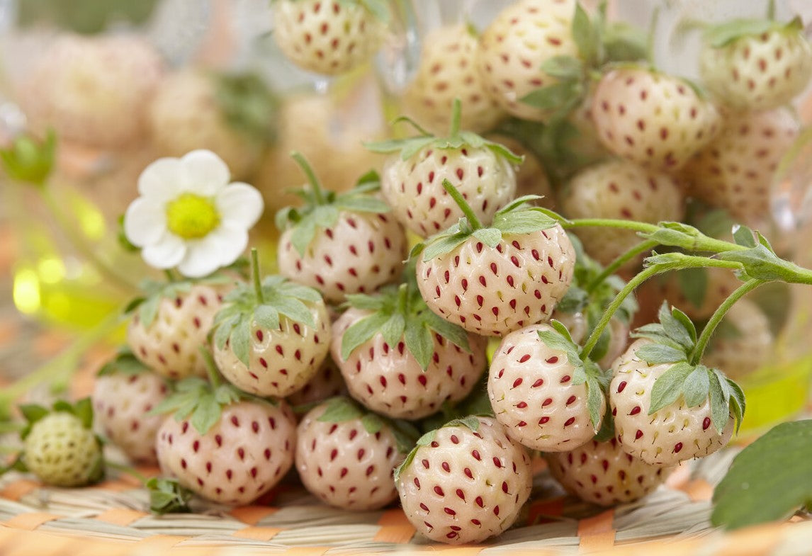 pineberries