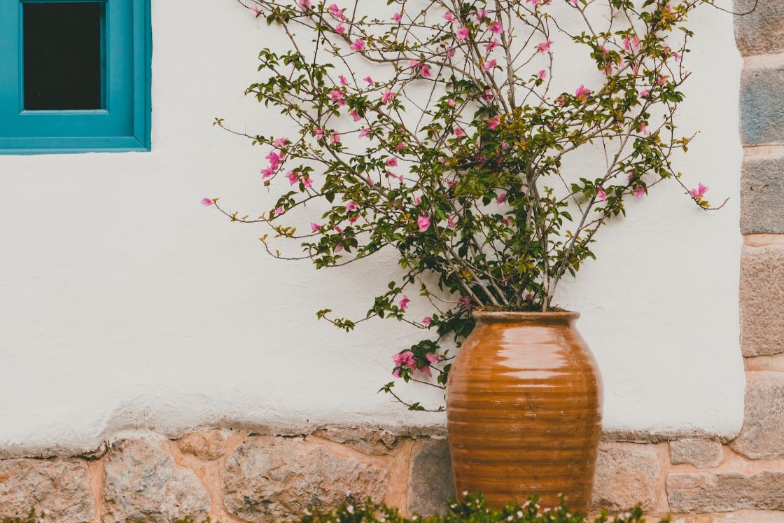 climbing plant in pot