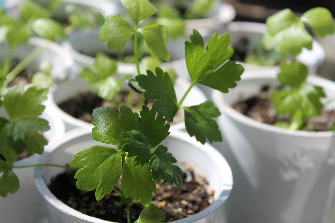 how to grow celery