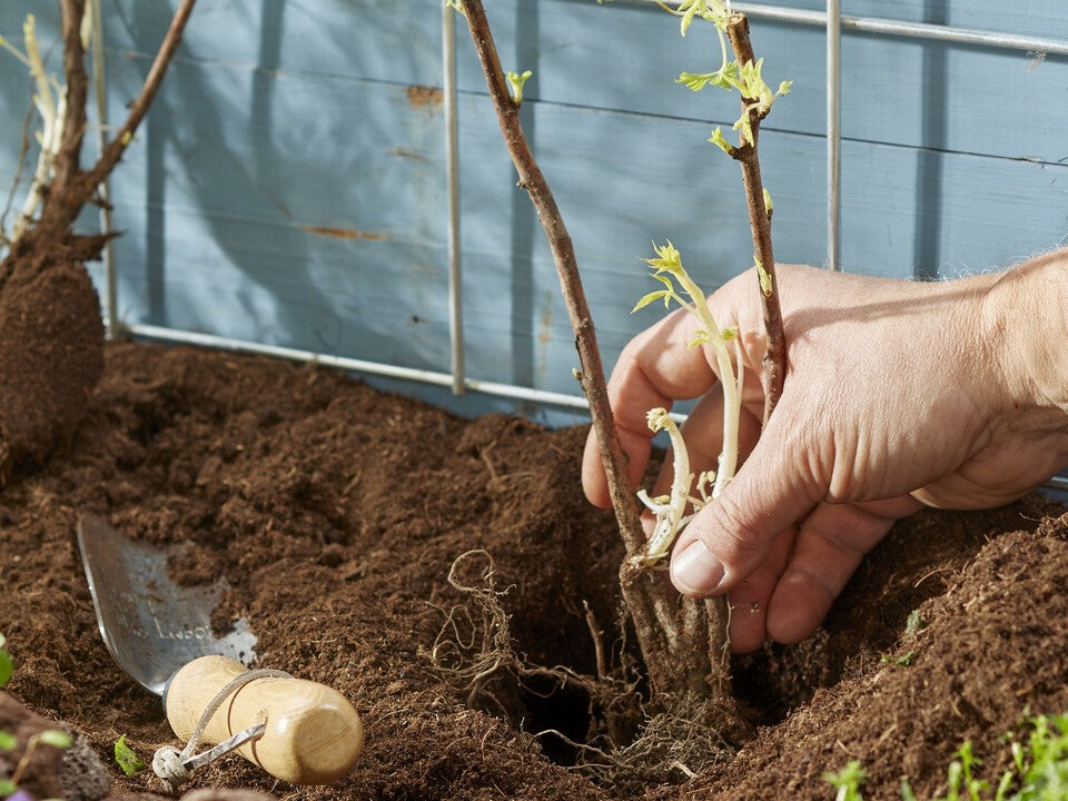 planting bare root raspberry