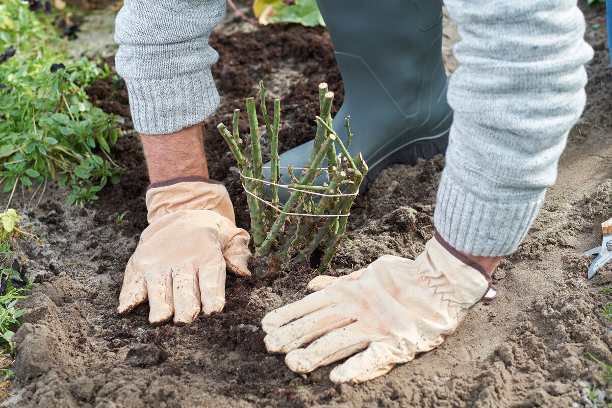 planting bare root roses